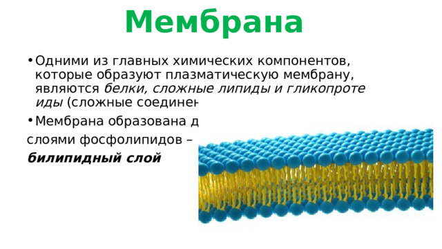  Мембрана   Одними из главных хи­ми­че­ских ком­по­нен­тов, которые об­ра­зу­ют плаз­ма­ти­че­скую мембрану, являются  белки, слож­ные ли­пи­ды и гли­ко­про­те­иды  (слож­ные со­еди­не­ния бел­ков и уг­ле­во­дов) Мембрана образована двумя слоями фосфолипидов – билипидный слой 