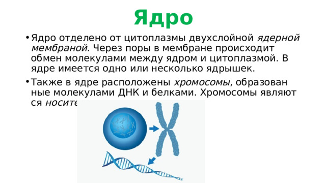 Ядро Ядро от­де­ле­но от ци­то­плаз­мы двух­слой­ной  ядер­ной мем­бра­ной . Через поры в мем­бране про­ис­хо­дит обмен мо­ле­ку­ла­ми между ядром и ци­то­плаз­мой. В ядре име­ет­ся одно или несколь­ко яд­ры­шек. Также в ядре рас­по­ложены  хро­мо­со­мы , об­ра­зо­ван­ные мо­ле­ку­ла­ми ДНК и бел­ка­ми. Хро­мо­со­мы яв­ля­ют­ся  но­си­те­ля­ми генов 
