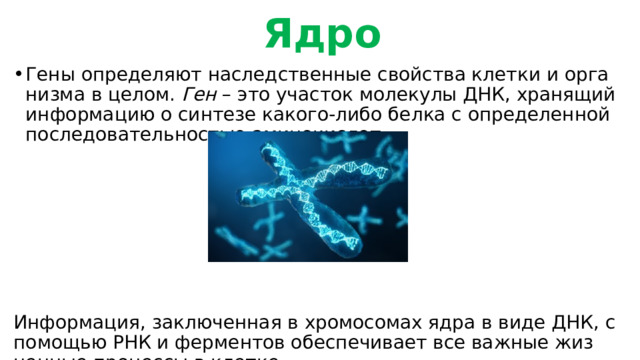 Ядро Гены опре­де­ля­ю­т на­след­ствен­ные свой­ства клет­ки и ор­га­низ­ма в целом.  Ген  – это уча­сток мо­ле­ку­лы ДНК, хра­ня­щий ин­фор­ма­цию о син­те­зе ка­ко­го-ли­бо белка с опре­де­лен­ной по­сле­до­ва­тель­но­стью ами­но­кис­лот Ин­фор­ма­ция, за­клю­чен­ная в хро­мо­со­мах ядра в виде ДНК, с по­мо­щью РНК и фер­мен­тов обес­пе­чи­ва­ет все важ­ные жиз­нен­ные про­цес­сы в клет­ке. 