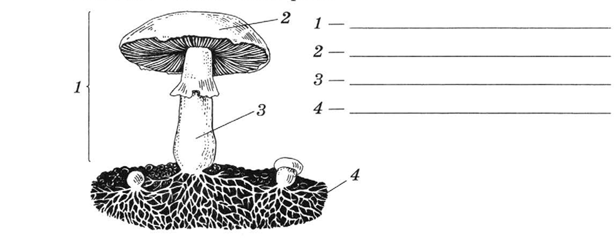 Подпиши части гриба 3 класс