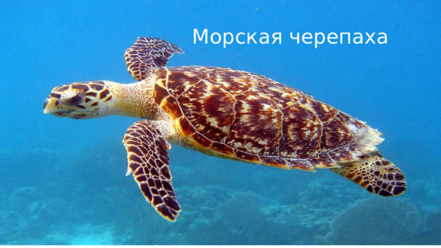 Морская черепаха 