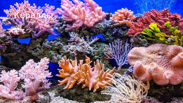 Кораллы 