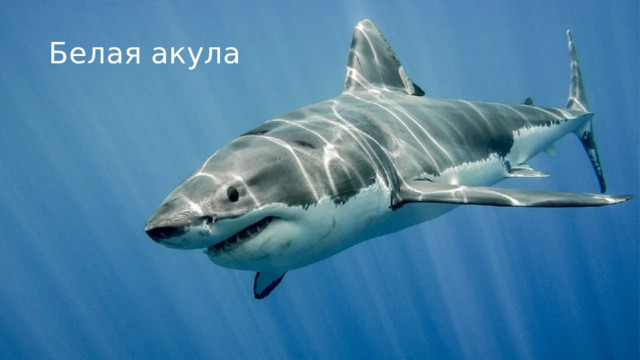 Белая акула 