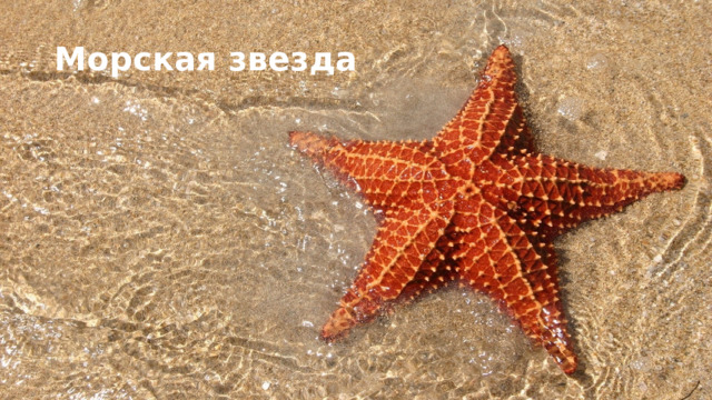 Морская звезда 