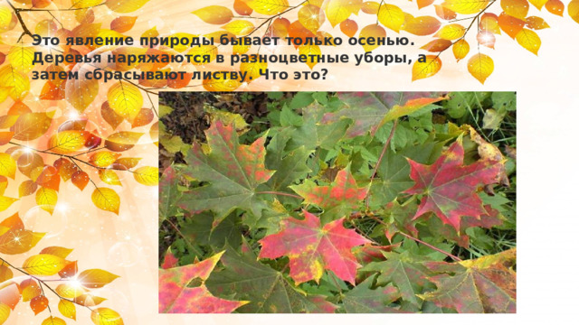 Это явление природы бывает только осенью.  Деревья наряжаются в разноцветные уборы, а  затем сбрасывают листву. Что это?   