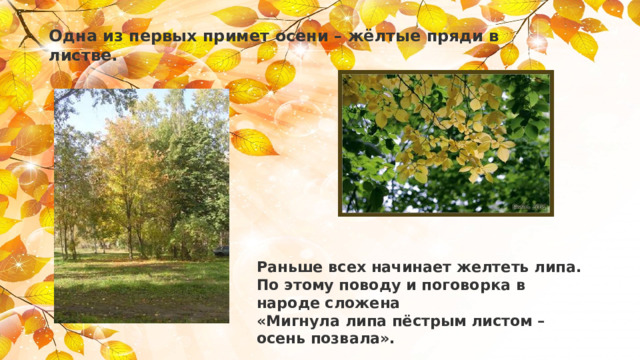 Одна из первых примет осени – жёлтые пряди в  листве.   Раньше всех начинает желтеть липа. По этому поводу и поговорка в народе сложена «Мигнула липа пёстрым листом – осень позвала». 