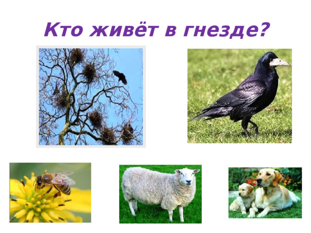 Кто живёт в гнезде? 