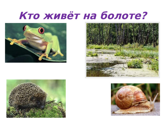 Кто живёт на болоте? 