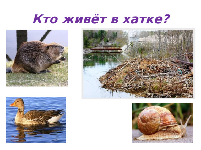 Кто живёт в хатке? 