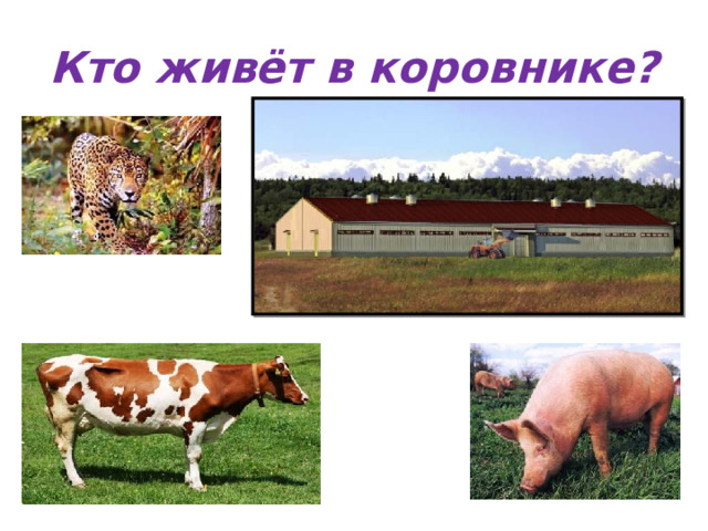 Кто живёт в коровнике? 