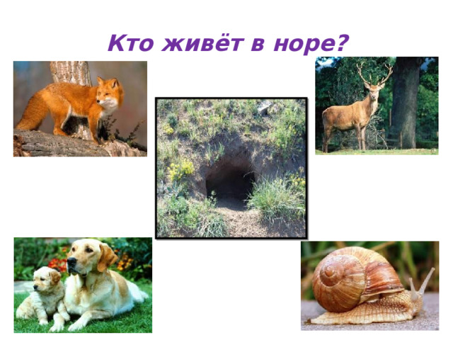 Кто живёт в норе? 