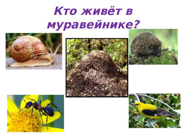 Кто живёт в муравейнике? 