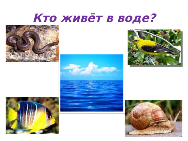 Кто живёт в воде? 