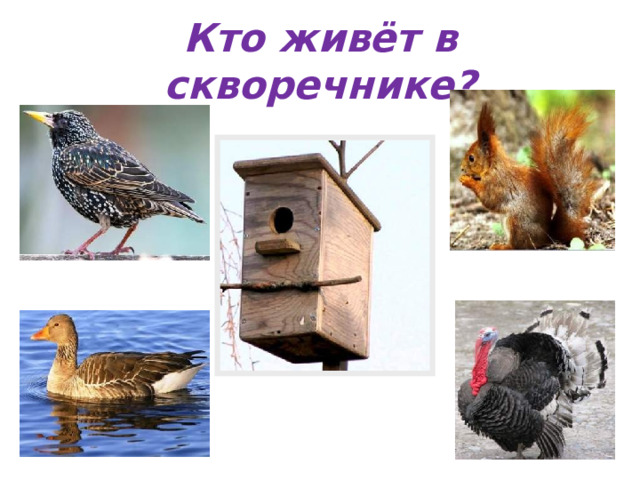 Кто живёт в скворечнике? 