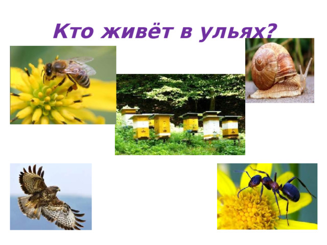 Кто живёт в ульях? 