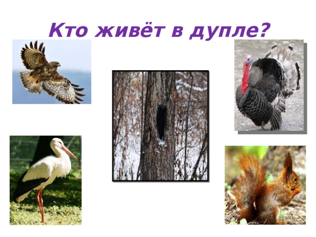 Кто живёт в дупле? 