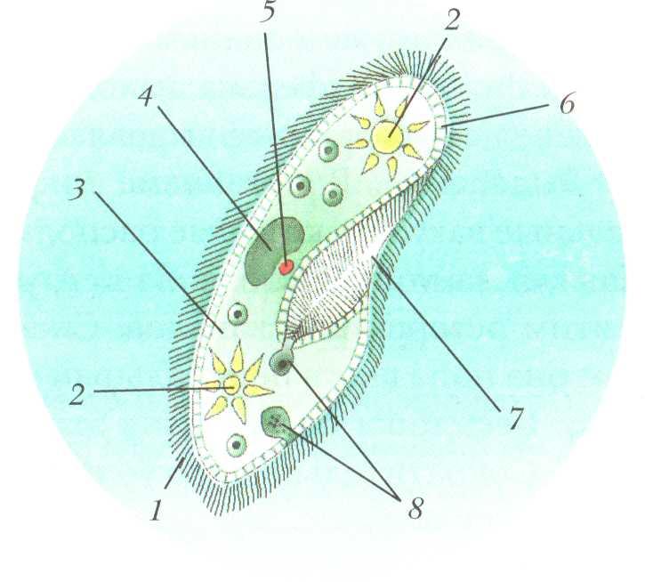 Строение инфузории туфельки 5 класс рисунок с подписями
