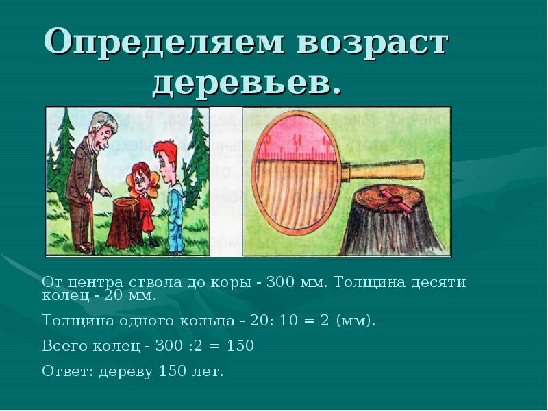 Как определить возраст дерева не спиливая его. Определение возраста дерева. Определить Возраст дерева. Определить Возраст древесины. Как узнать Возраст древесины.