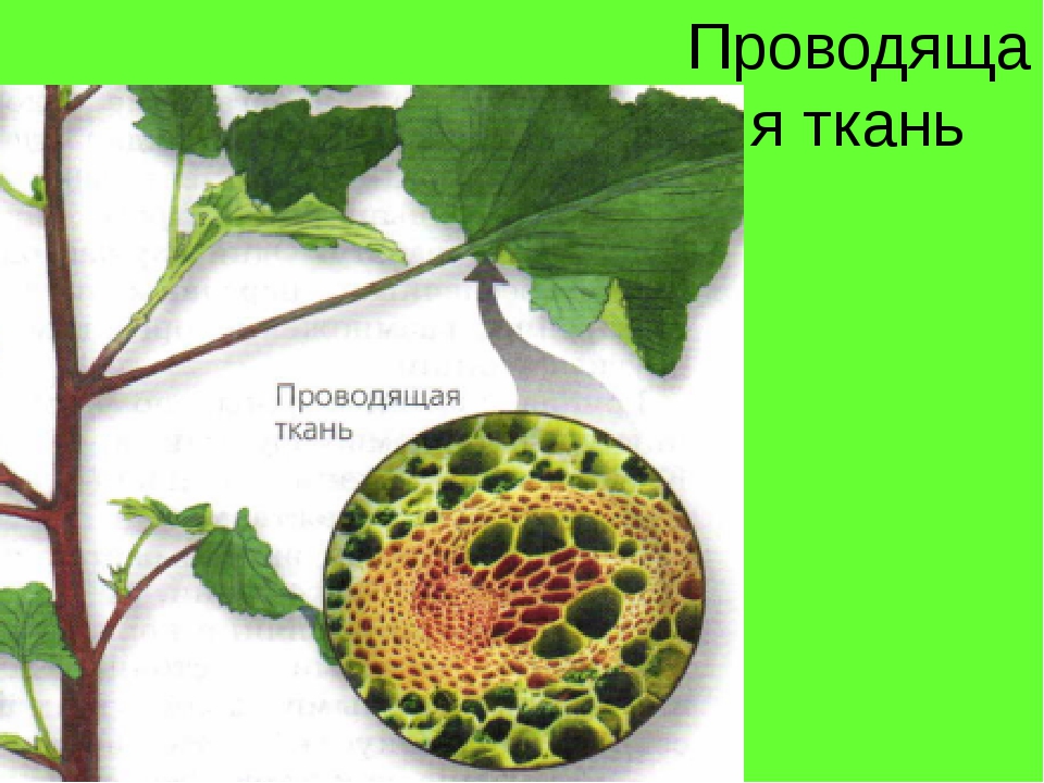 Функции сосудов у растений биология 6 класс