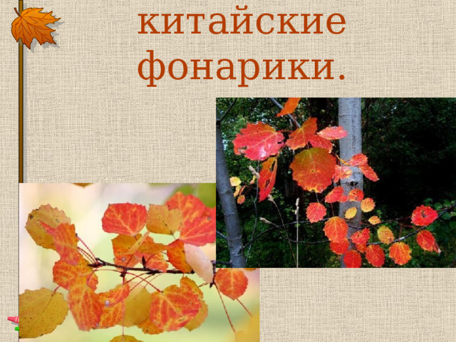 Осина дарит красные китайские фонарики.    