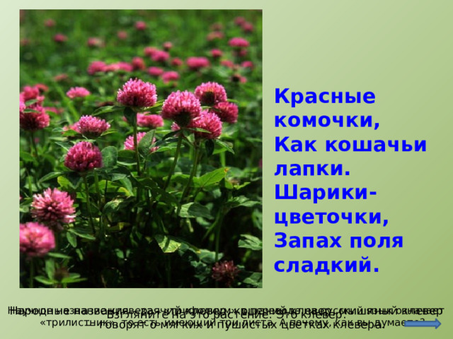 Красные комочки,  Как кошачьи лапки.  Шарики-цветочки,  Запах поля сладкий. http://www.vashsad.ua/plants/interesting_plants/show/7690/ Народные названия - заячий клевер, кошачий клевер, мышиный клевер — говорят о мягких и пушистых цветках клевера. Научное название клевера - «трифолиум» в переводе на русский язык означает «трилистник», то есть имеющий три листа. А почему, как вы думаете? Взгляните на это растение. Это клевер.  