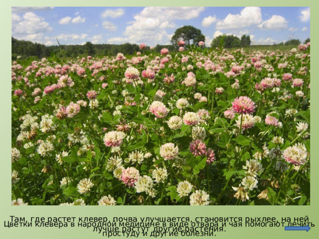 http://www.photoforum.ru/photo/125525/index.ru.html Там, где растет клевер, почва улучшается, становится рыхлее, на ней лучше растут другие растения. Цветки клевера в народной медицине в виде отвара и чая помогают лечить простуду и другие болезни.  
