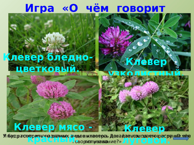 Игра «О чём говорит название?» Клевер бледно-цветковый. Клевер узколистный. http://macroclub.ru/gallery/showphoto.php?photo=89440&cat=all&make=SONY http://arosh.at.ua/publ/metody_vozdejstvija_na_telo/lekarstvennye_rastenija/51-4-2 http://www.dietaonline.ru/community/post.php?topic_id=22870&page=8 http://www.bankoboev.ru/oboi_rosa_na_klevere.o.htm http:// энциклопедия-растений.рф / albums/ Hesperostipa /#.U3G7YM85cxk  Клевер мясо - красный. Клевер луговой. У нас растет много разных видов клевера. Давайте поиграем в игру «О чём говорит название?» Я буду говорить название, а вы пытаетесь догадаться, за что растение его получило.  