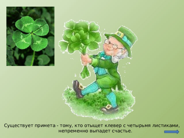 http://www.vashsad.ua/plants/interesting_plants/show/7690/ Существует примета - тому, кто отыщет клевер с четырьмя листиками, непременно выпадет счастье.  