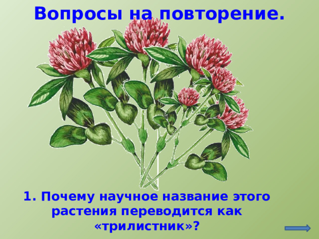 Вопросы на повторение. 1. Почему научное название этого растения переводится как «трилистник»?   