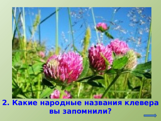 2. Какие народные названия клевера вы запомнили?   