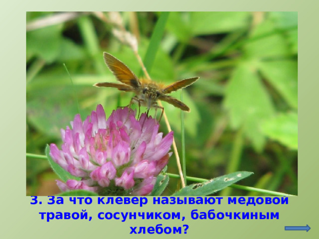 http://macroclub.ru/gallery/showphoto.php?photo=89440&cat=all&make=SONY 3. За что клевер называют медовой травой, сосунчиком, бабочкиным хлебом?  