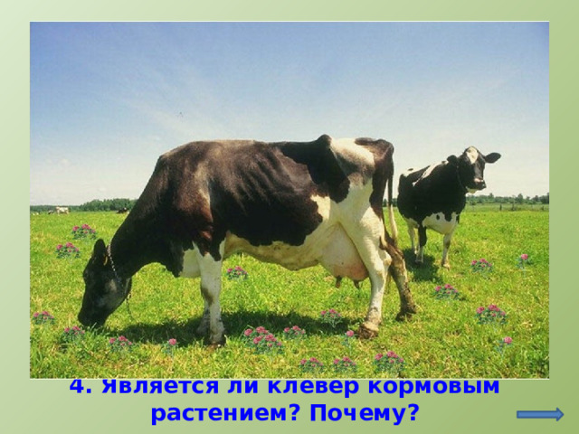 http://pix.com.ua/ru/animals/pets/barnyard_animals/66015-see.html 4. Является ли клевер кормовым растением? Почему?  
