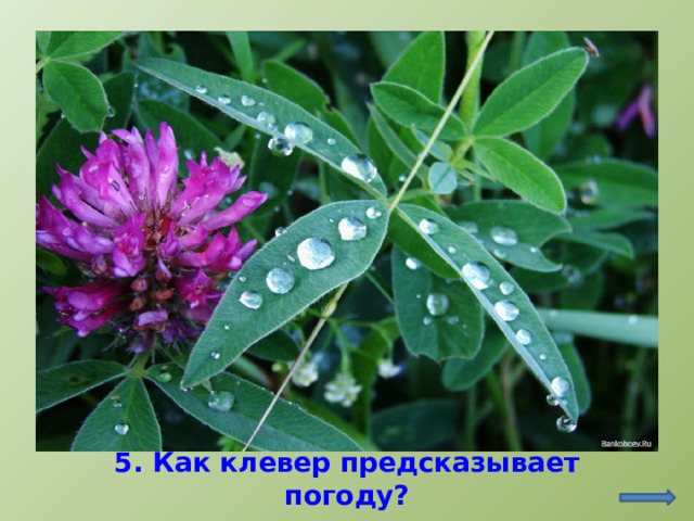 http://www.bankoboev.ru/oboi_rosa_na_klevere.o.htm 5. Как клевер предсказывает погоду?  