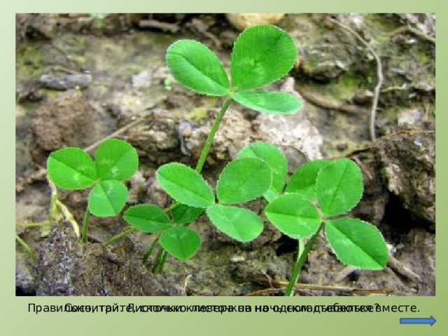 http://imgal.ru/emblemyi/emblema-irlandii http://svetlica.info/prirodnaya_kladovaya/klever.html Сосчитайте, сколько листочков на одном стебельке? Правильно, три. Листочки клевера на ночь складываются вместе.  