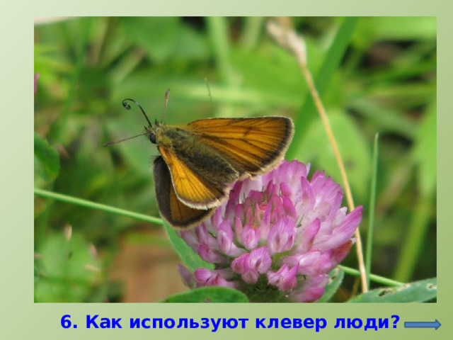 http://macroclub.ru/gallery/showphoto.php?photo=89440&cat=all&make=SONY 6. Как используют клевер люди?  