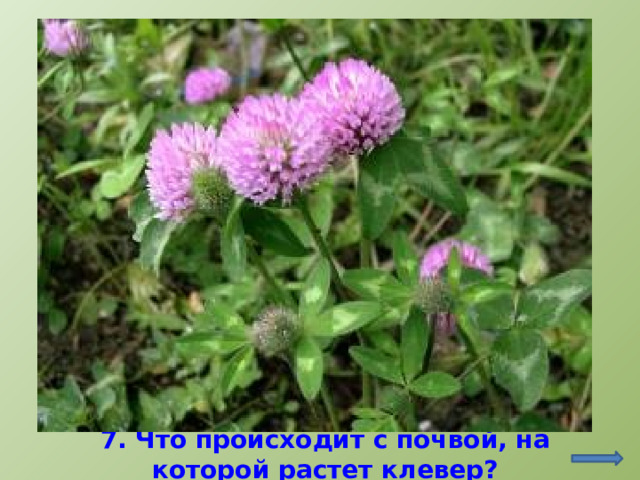 http://arosh.at.ua/publ/metody_vozdejstvija_na_telo/lekarstvennye_rastenija/51-4-2 7. Что происходит с почвой, на которой растет клевер?  