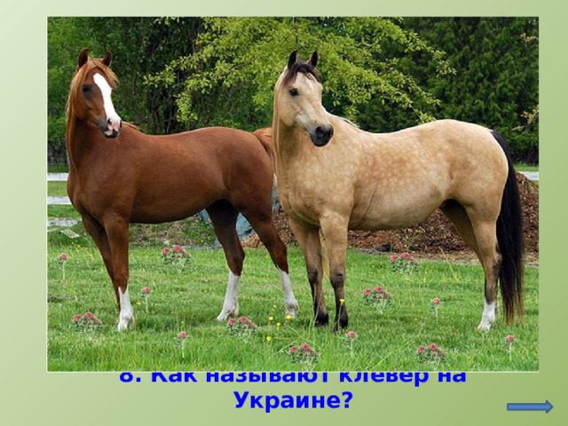 http://reveriess.ru/viewtopic.php?f=80&t=302&start=10&sid=02433a1cc36548edb4af7aa93c8fb659 8. Как называют клевер на Украине?  