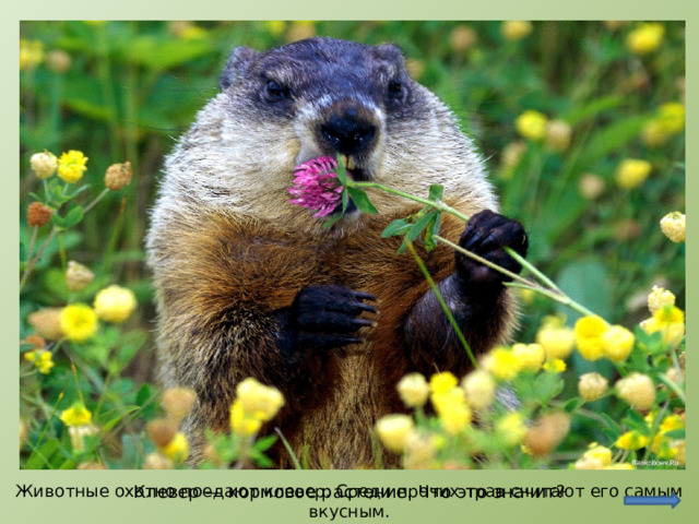 http://www.bankoboev.ru/oboi_homyachek_est_klever.l.htm Животные охотно поедают клевер. Среди прочих трав считают его самым вкусным. Клевер — кормовое растение. Что это значит?  