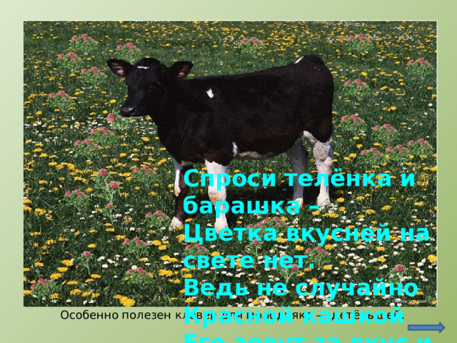 Спроси телёнка и барашка –  Цветка вкусней на свете нет.  Ведь не случайно  Красной кашкой  Его зовут за вкус и цвет. http://www.zooclub.ru/wallpaper/16791 Особенно полезен клевер для молодняка — детёнышей.  