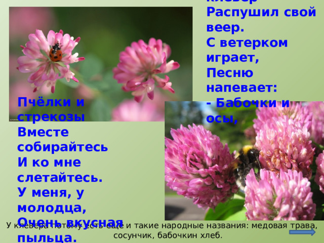 У дороги клевер  Распушил свой веер.  С ветерком играет,  Песню напевает:  - Бабочки и осы, Пчёлки и стрекозы  Вместе собирайтесь  И ко мне слетайтесь.  У меня, у молодца,  Очень вкусная пыльца. http://www.bankoboev.ru/oboi_bozhya_korovka_na_klevere.h.htm http://reyfman.uol.ua/text/4378014/med У клевера потому есть ещё и такие народные названия: медовая трава, сосунчик, бабочкин хлеб.  