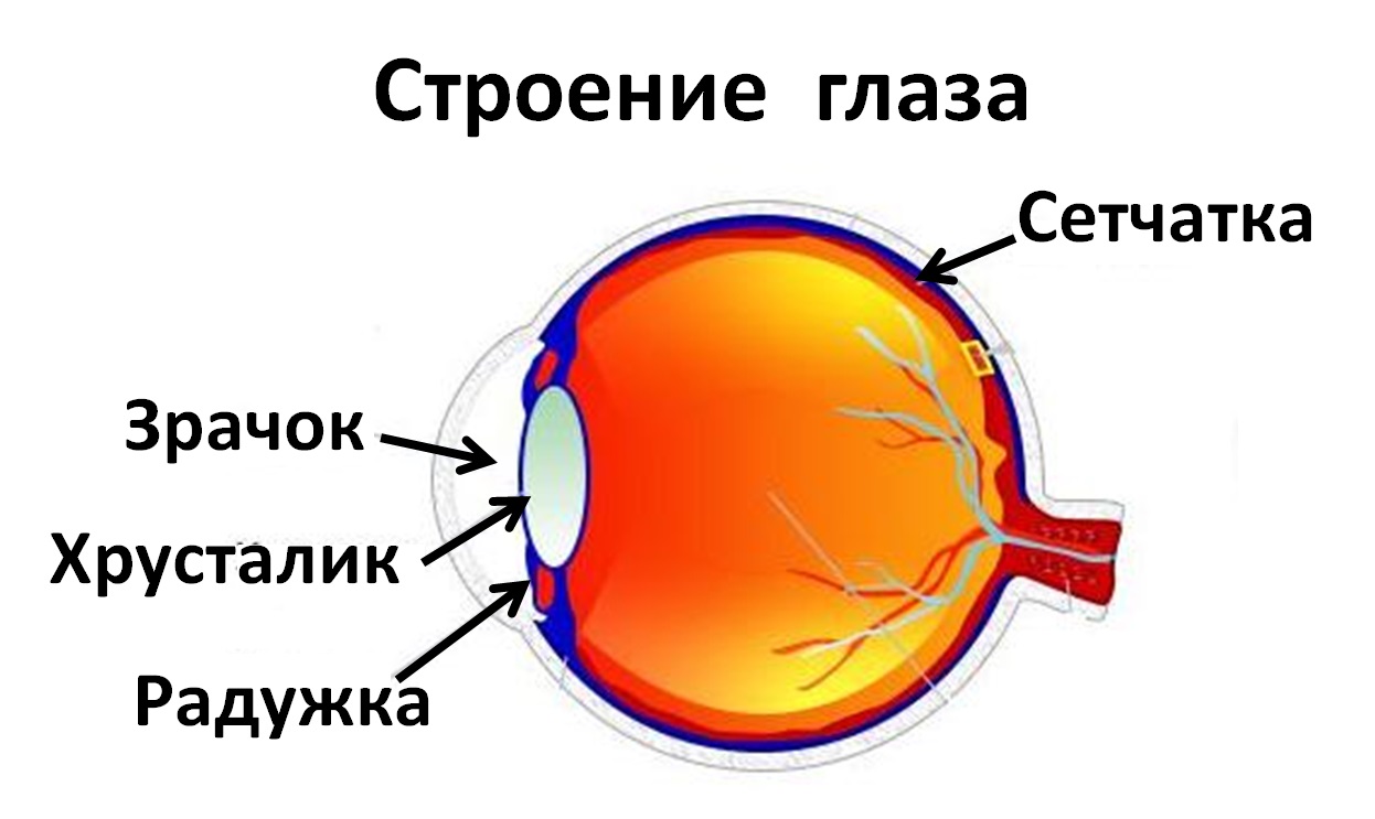 Хрусталик на схеме глаза