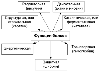 Белки функции белков привести примеры Лабораторная работа по биологии № 1: Изучение химического состава растительной и
