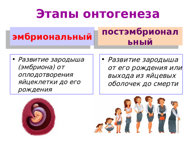 Этапы онтогенеза эмбриональный постэмбриональный Развитие зародыша от его рождения или выхода из яйцевых оболочек до смерти Развитие зародыша (эмбриона) от оплодотворения яйцеклетки до его рождения 