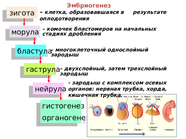Эмбриогенез  зигота – клетка, образовавшаяся в результате оплодотворения – комочек бластомеров на начальных стадиях дробления морула бластула – многоклеточный однослойный зародыш гаструла – двухслойный, затем трехслойный зародыш - зародыш с комплексом осевых органов: нервная трубка, хорда, кишечная трубка. нейрула гистогенез органогенез  