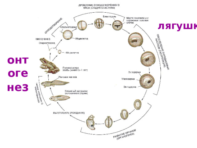 онтогене з лягушки 