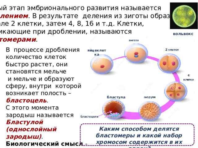 Первый этап эмбрионального развития называется дроблением . В результате деления из зиготы образуются вначале 2 клетки, затем 4, 8, 16 и т.д. Клетки,  возникающие при дроблении, называются бластомерами . вольвокс В процессе дробления количество клеток быстро растет, они становятся мельче  и мельче и образуют сферу, внутри которой возникает полость – бластоцель . С этого момента зародыш называется Бластулой (однослойный зародыш) . Биологический смысл -получение клеточной массы для формирования зародышевых листков яйцеклетка бластула Каким способом делятся бластомеры и какой набор хромосом содержится в их ядрах? 