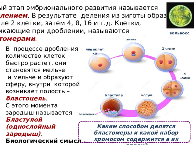 Клетки возникающие при дроблении