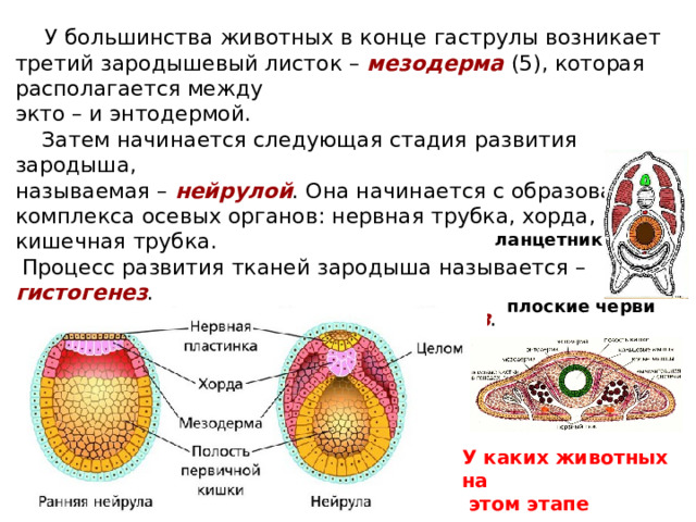  У большинства животных в конце гаструлы возникает третий зародышевый листок – мезодерма (5), которая располагается между экто – и энтодермой.  Затем начинается следующая стадия развития зародыша, называемая – нейрулой . Она начинается с образования комплекса осевых органов: нервная трубка, хорда, кишечная трубка.  Процесс развития тканей зародыша называется – гистогенез . Процесс развития органов – органогенез . Из каждого зародышевого листка формируются определенные ткани и органы - морфогенез ланцетник плоские черви У каких животных на  этом этапе заканчивается эмбриональное развитие? 
