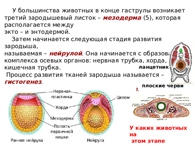 Хрящевая ткань энтодерма. Нейрула зародышевые листки. Зародышевый период растения. Формирование нейрулы эмбрион. Вторичная полость тела нейрула.