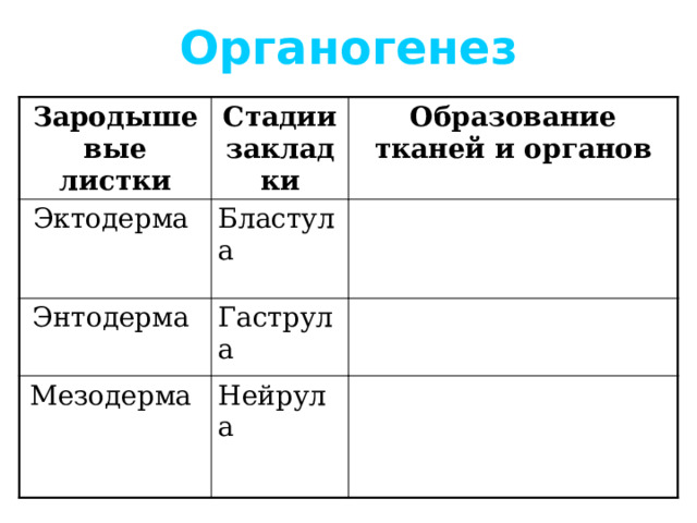 Органогенез Зародышевые листки Стадии закладки Эктодерма Образование тканей и органов Бластула Энтодерма Гаструла Мезодерма Нейрула  